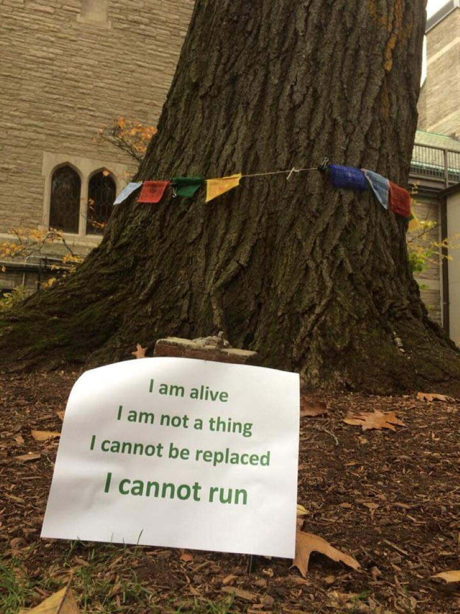 I cannot run Large red oak tree in the center of a courtyard of Havard Divinity School with collegiate gothic style windows in the background and oak leaves on the soil in the foreground. Multi-colored prayer flags, artwork, an altar, and signage surround the lower par